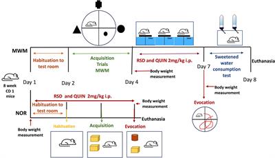 Activation of dopamine D2 receptors attenuates neuroinflammation and ameliorates the memory impairment induced by rapid eye movement sleep deprivation in a murine model